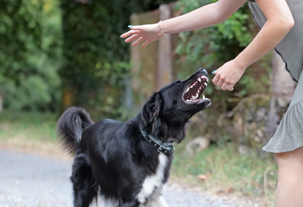 dog without a leash attacking bystander